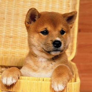 Puppies images