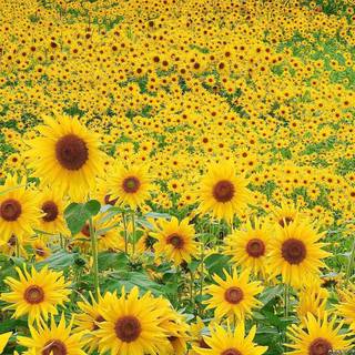 Sunflower backgrounds