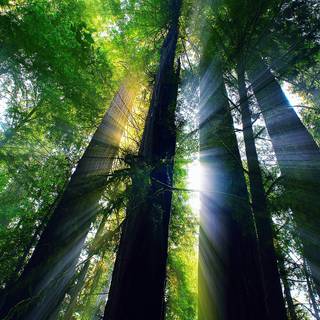 Redwood forest wallpaper