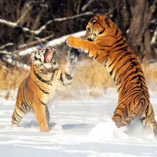 Tiger pictures wallpaper