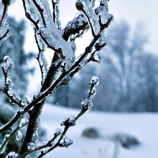 Winter wallpaper images