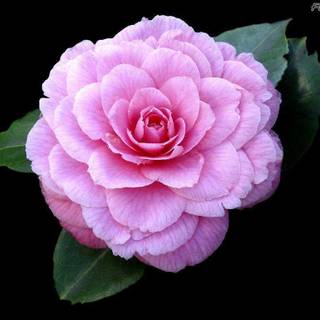 Flowers pictures wallpaper