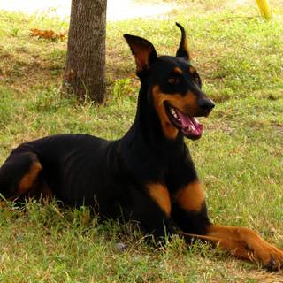Doberman pics