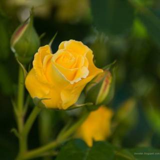 Yellow rose wallpaper