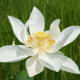 Flower photo gallery