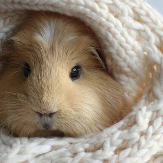 Funny hamster wallpaper