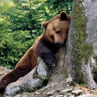 Brown bear wallpaper