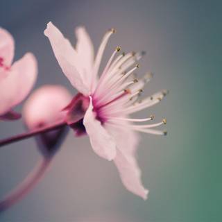 Springtime background images