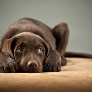 Cute dogs and puppies wallpaper