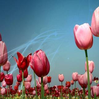 Pink tulip wallpaper