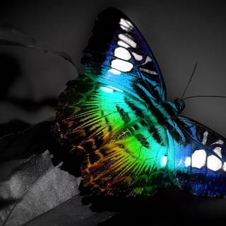 Butterfly desktop backgrounds