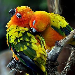 Wallpapers of love birds