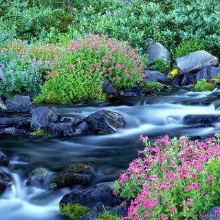 Nature wallpaper gallery