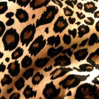 Cheetah backgrounds