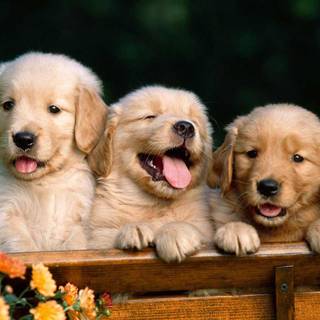 Cute puppies wallpaper