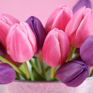 Pink tulip wallpaper