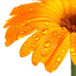 Single flower wallpaper