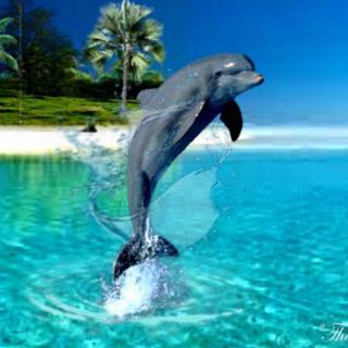 Dolphin desktop wallpaper