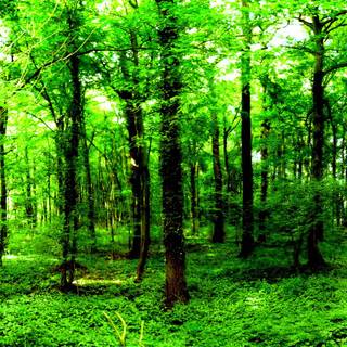 Forest green wallpaper