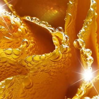 Wallpaper yellow rose