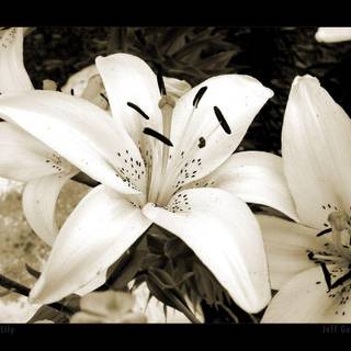 Tiger lily wallpaper