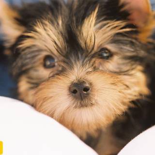 Yorkshire Terrier wallpaper
