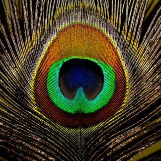 Wallpapers of peacock feathers HD 2015