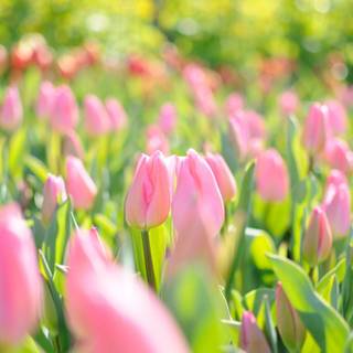 Pink tulips wallpaper