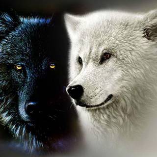 Black and white pictures of wolves