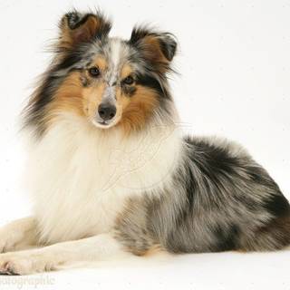 Shetland sheepdog wallpaper