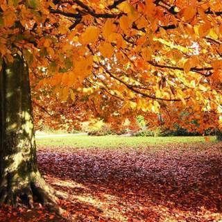 Fall trees background