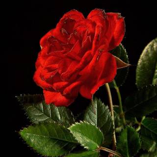 Red rose wallpaper download