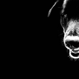 Dog backrounds