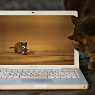 Funny laptop wallpaper