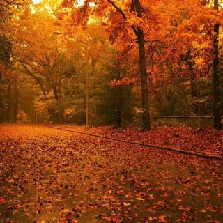 Autumn tree wallpaper