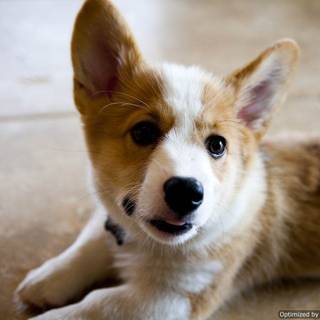 Corgi wallpaper