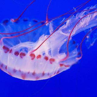 Jelly fish wallpaper