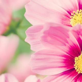 Hawaiian flowers wallpaper