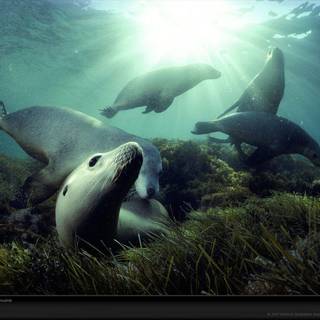 Sea lion wallpaper