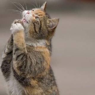 Cat desktop wallpaper