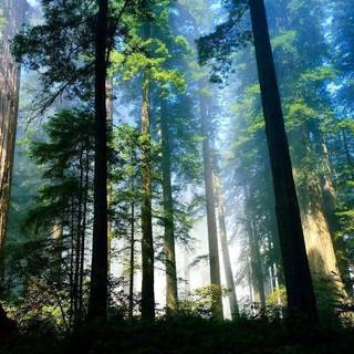 Moving wallpaper for pc