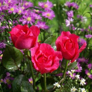 Beautiful roses wallpaper