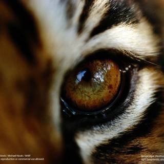 Wwf wallpaper