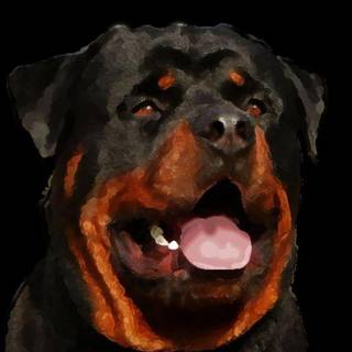 Rotweiler wallpaper