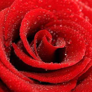 Pretty red backgrounds