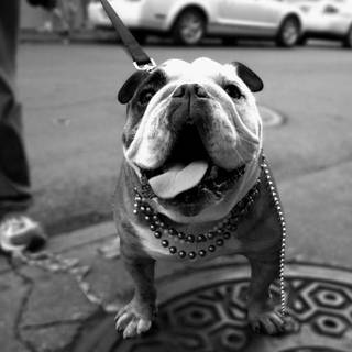 English Bulldog wallpaper