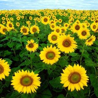 Sunflower wallpaper desktop