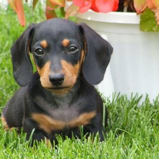 Wiener dog wallpaper
