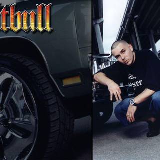Pittbull wallpaper