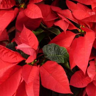 Poinsettia wallpaper